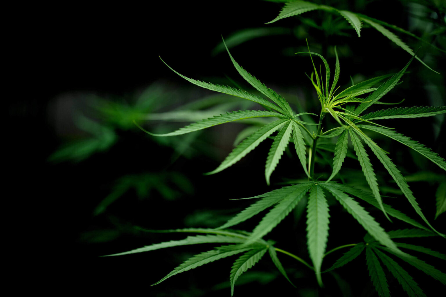 Nature's Canopy House Cannabis plant leaves against a dark background in East York. Dispensary In East York and York