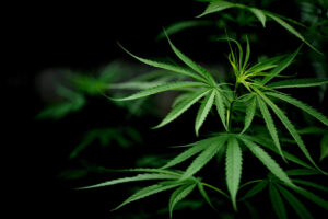 Nature's Canopy House Cannabis plant leaves against a dark background in East York. Dispensary In East York and York