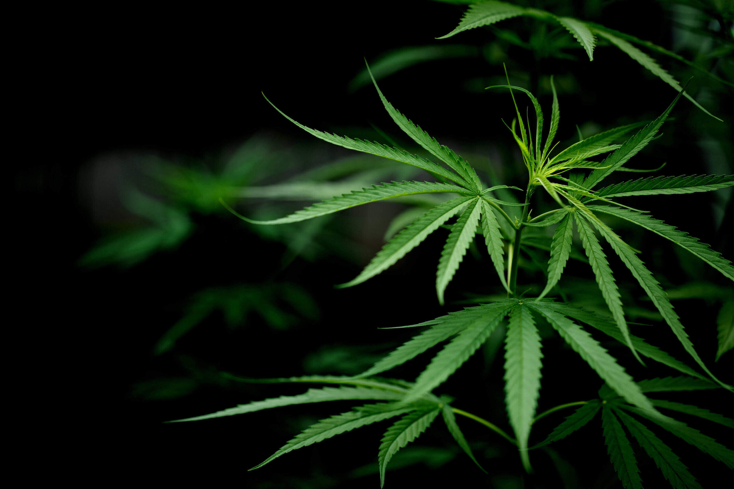 Nature's Canopy House Close-up of lush, green cannabis leaves against a dark background. The leaves have serrated edges and radiate from central stems, showcasing the quality you can expect at Natures Canopy House or any trusted dispensary in Mississauga. Dispensary In Mississauga