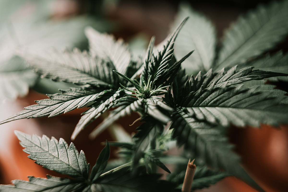 Nature's Canopy House A close-up image of a cannabis plant with green, serrated leaves and small buds, captured at Nature's Canopy House, stands as a testament to the quality found at this top-rated dispensary in Mississauga. Dispensary In Mississauga