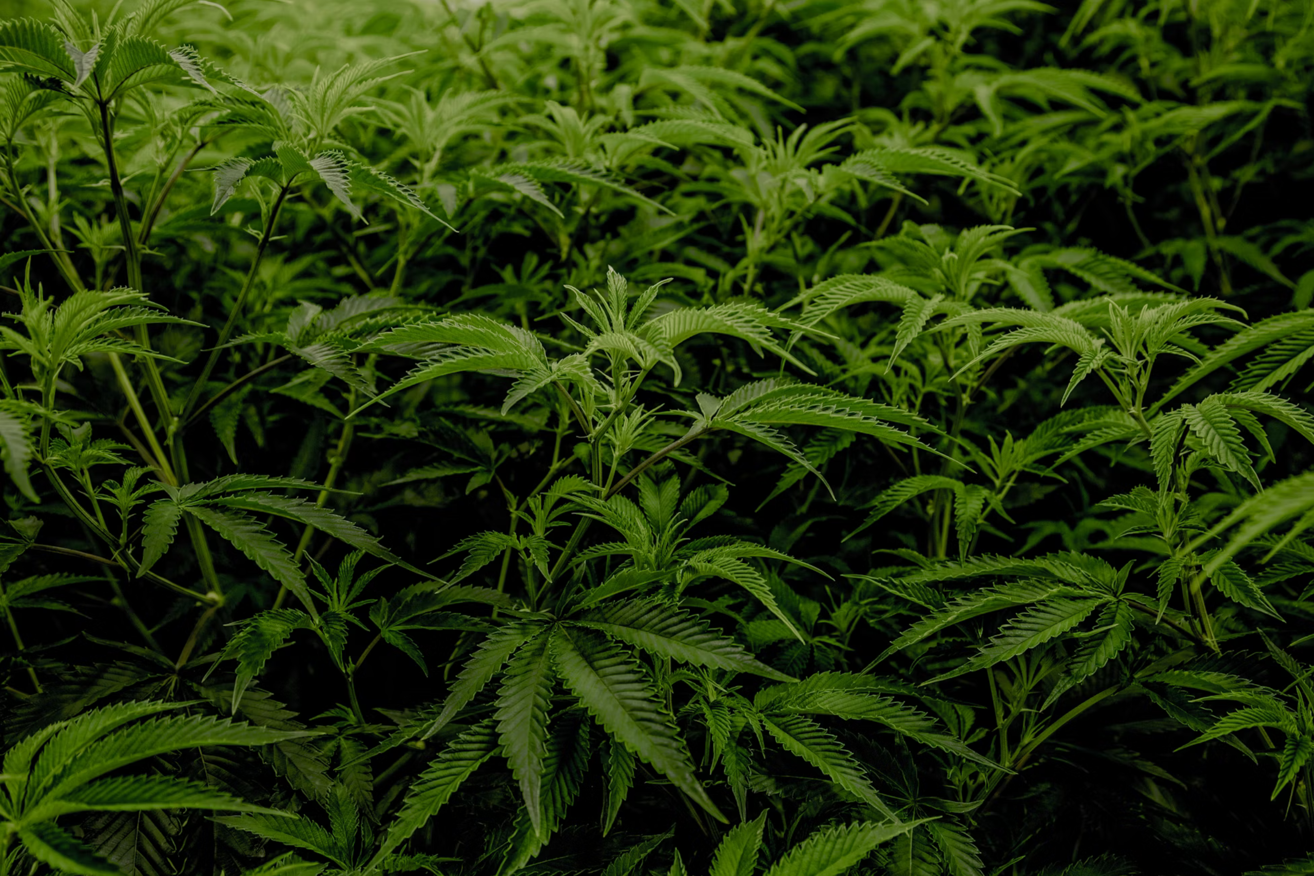 Nature's Canopy House A dense cluster of green cannabis plants with serrated leaves grows closely together, forming a lush, textured canopy—truly a scene straight out of Nature's Canopy House. Dispensary In Mississauga