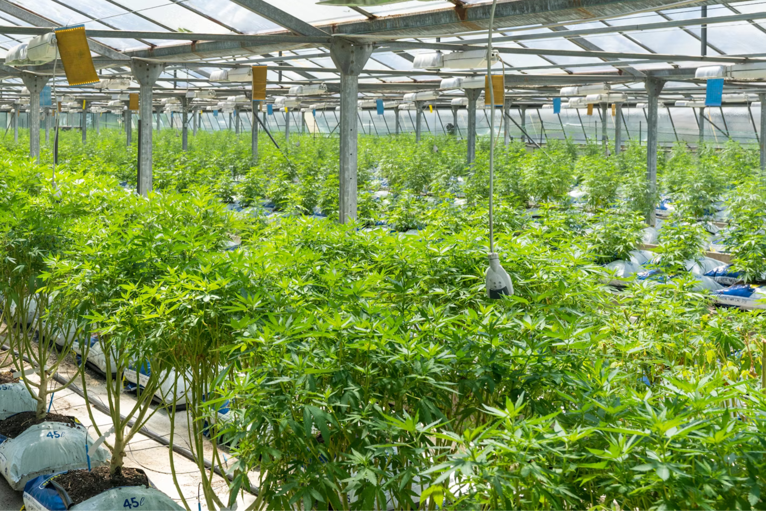 Nature's Canopy House A large indoor greenhouse, known as Natures Canopy House, is filled with rows of vibrant green cannabis plants, grown in pots and arranged under a glass roof. Dispensary In Mississauga