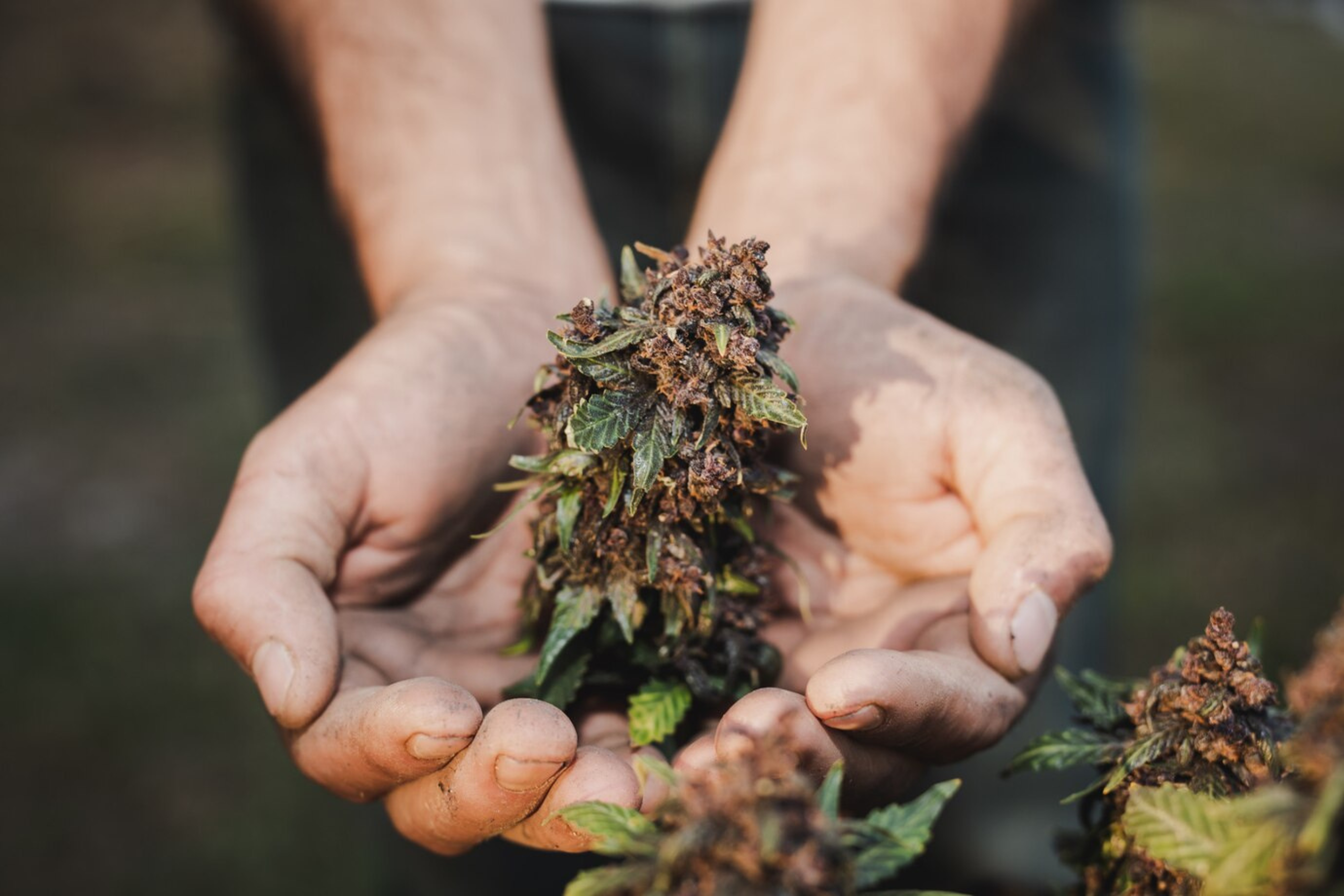 Nature's Canopy House A person holds dried cannabis flowers in their cupped hands. The buds appear dark and leafy, with visible trichomes, straight from Natures Canopy House. Dispensary In Mississauga