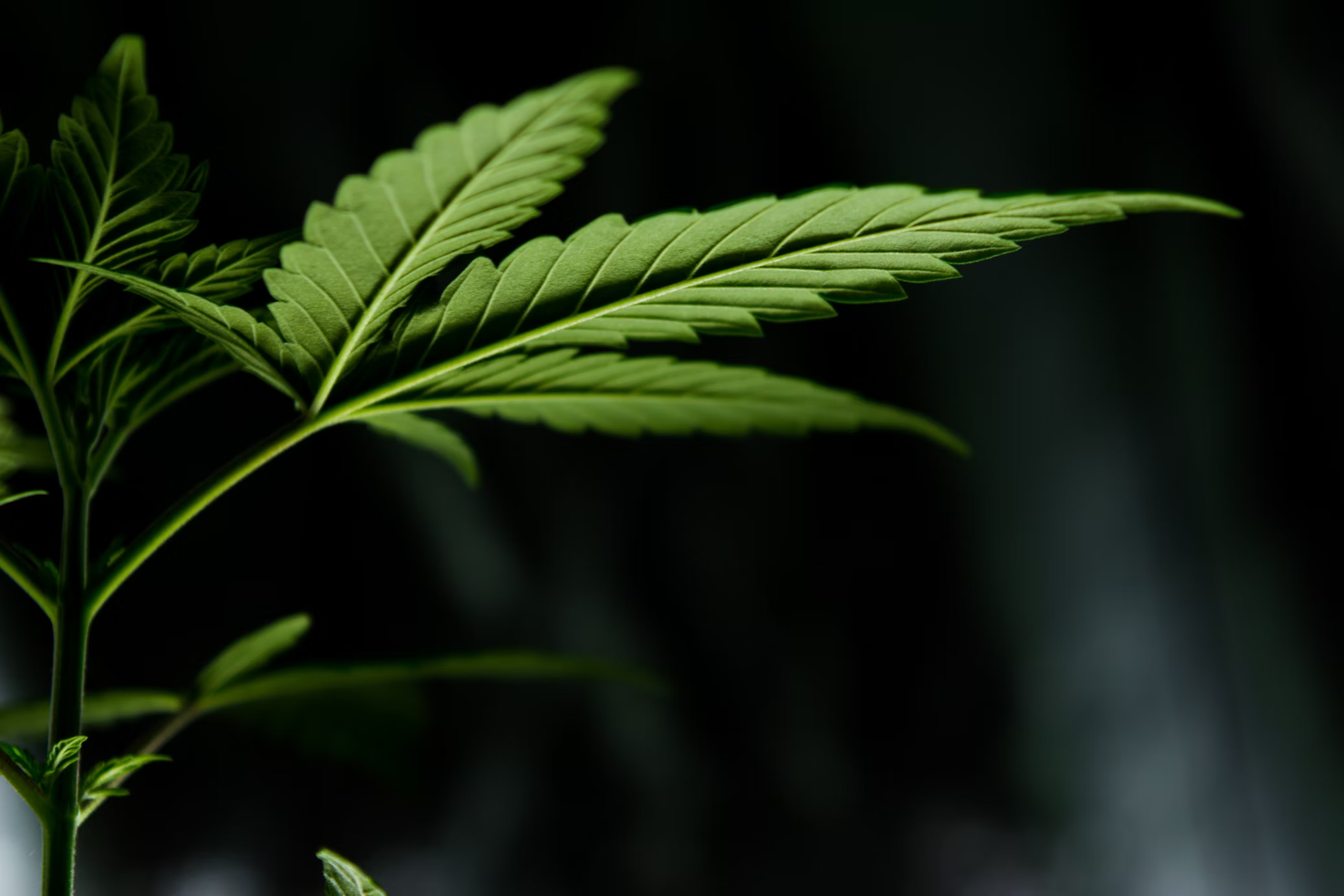 Nature's Canopy House Close-up of a green cannabis leaf against a dark background. The leaf displays its serrated edges and elongated shape, representing the quality you can find at Natures Canopy House, a premier dispensary in Mississauga. Dispensary In Mississauga