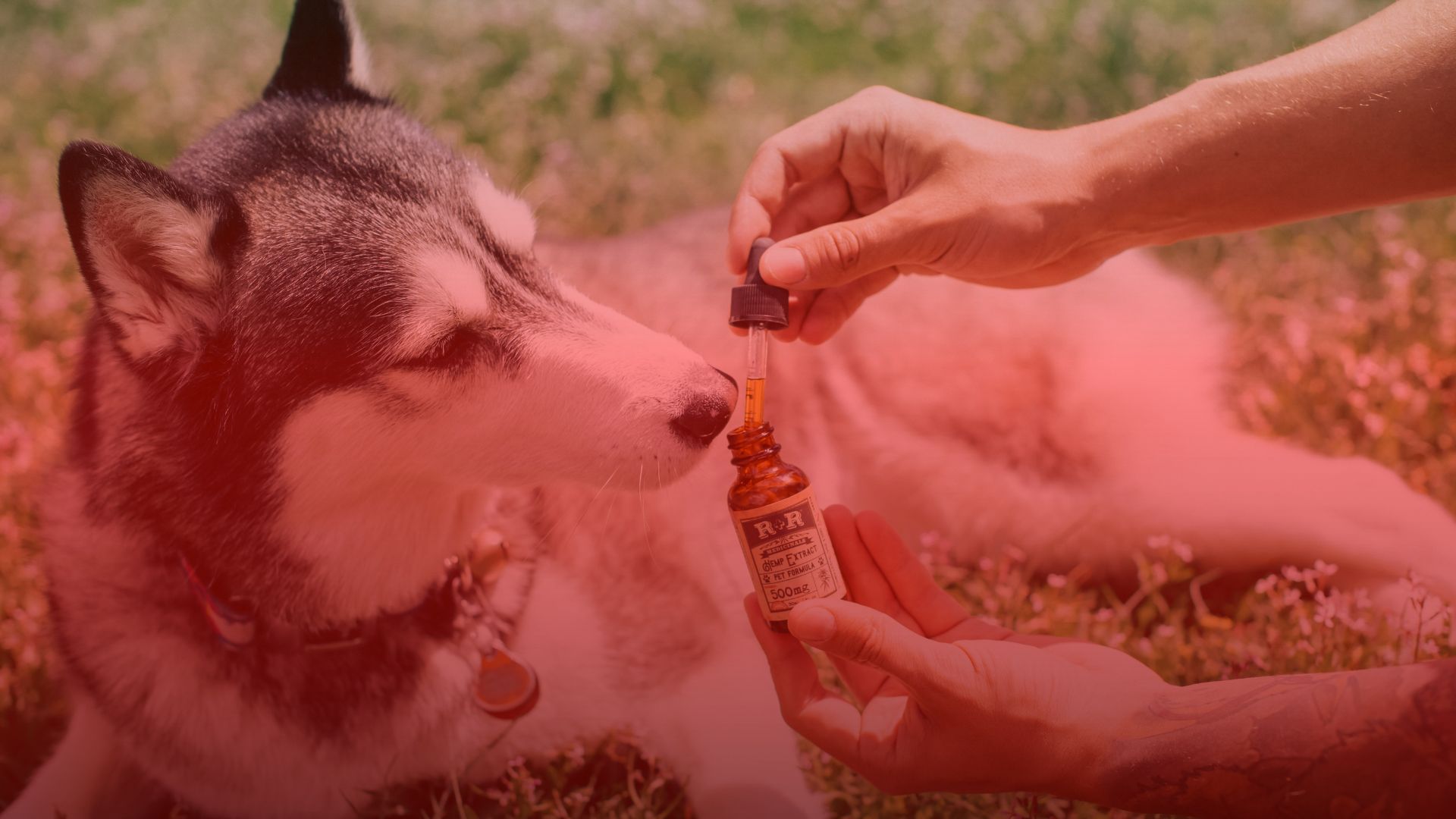 Nature's Canopy House A person administers drops from a bottle to a gray and white dog lying on the grass, near Natures Canopy House. Dispensary In Mississauga