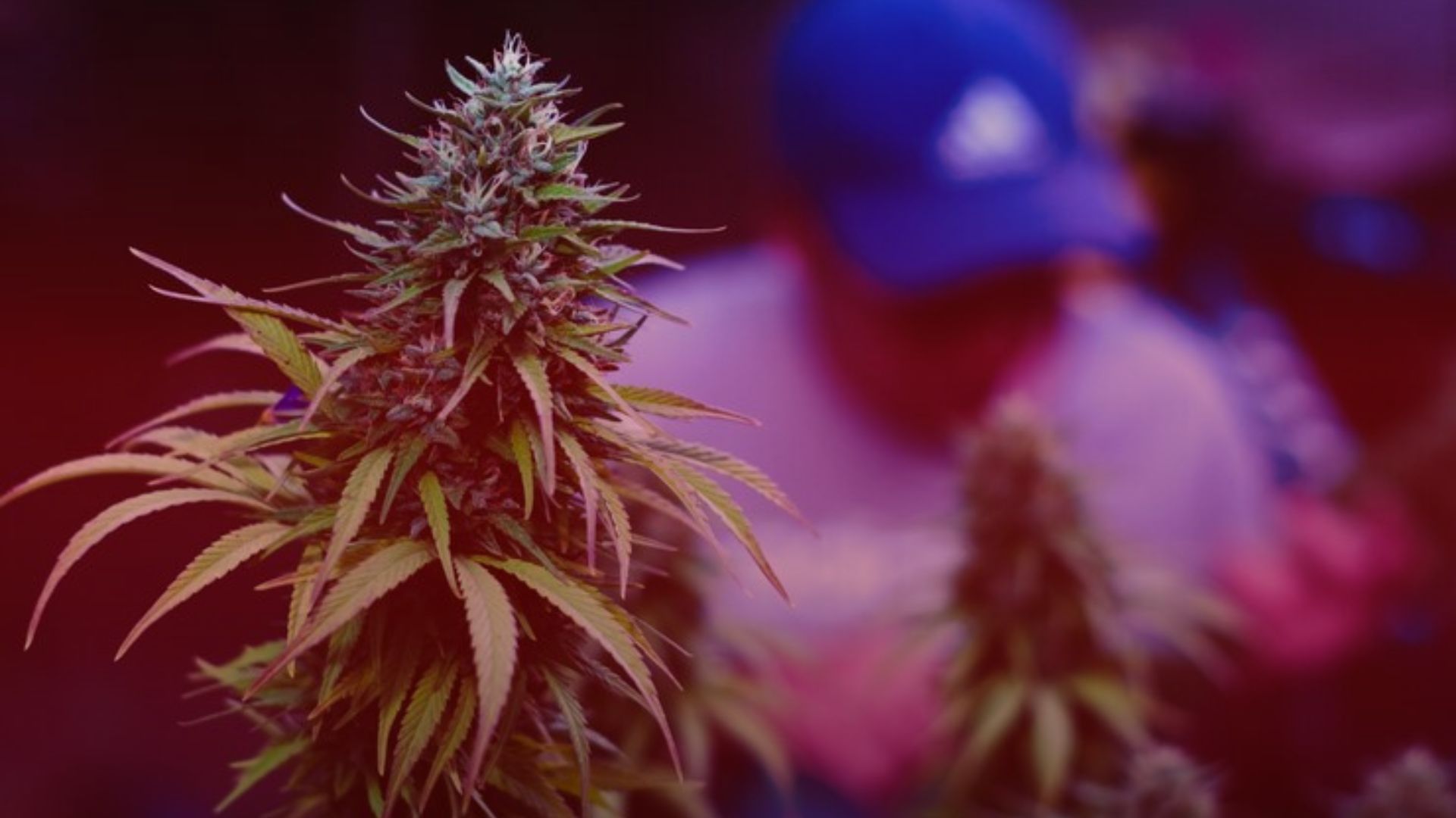 Nature's Canopy House A close-up of a cannabis plant in focus, with a person wearing a blue baseball cap blurred in the background, likely taken at Natures Canopy House. Dispensary In Mississauga