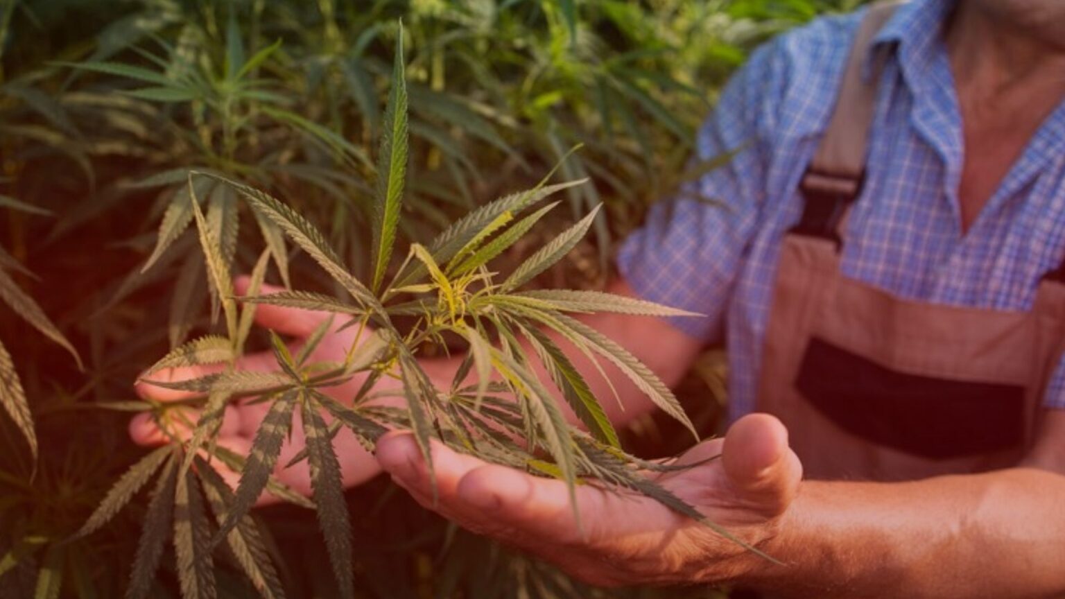 Nature's Canopy House A person holding and examining a cannabis plant outdoors is immersed in a lush sea of green foliage, captivated by its intricate details and the rich bouquet of cannabis terpenes. Dispensary In Mississauga