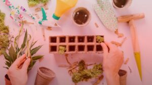 Nature's Canopy House Hands delicately arranging moss in a seedling tray, surrounded by gardening tools, pots, and plant cuttings on a table—a perfect scene for those passionate about cannabis crafts and the art of growing. Dispensary In Mississauga