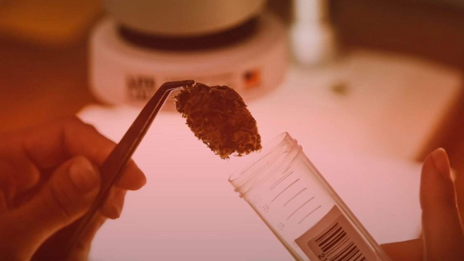 Nature's Canopy House Hands holding tweezers and a small container with a dried plant specimen, possibly for examination or analysis. Dispensary In Mississauga