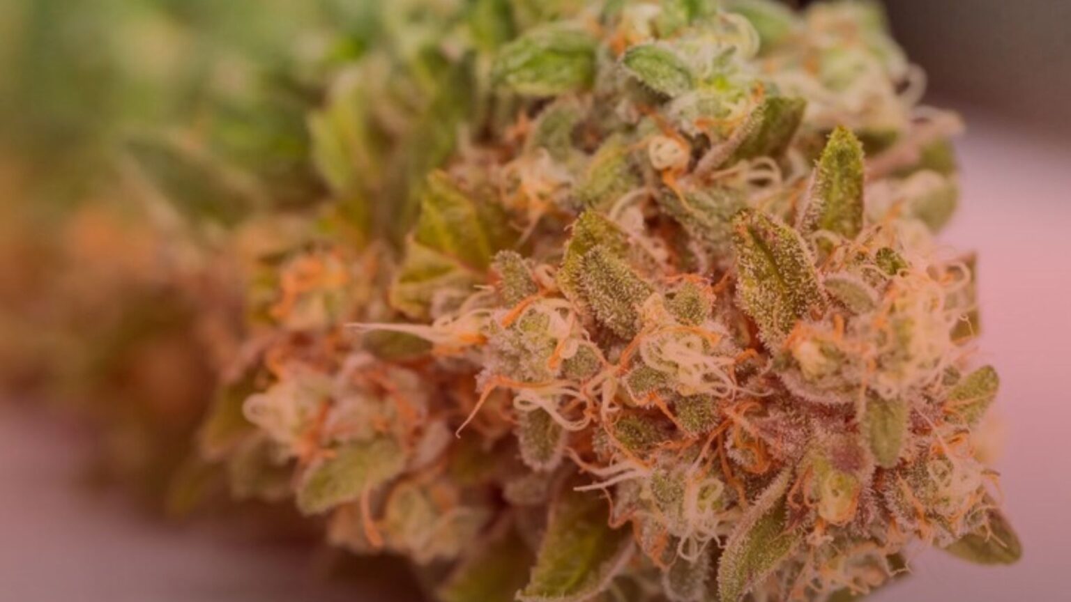 Nature's Canopy House Close-up of a cannabis bud displaying orange hairs and green leaves. Dispensary In Mississauga