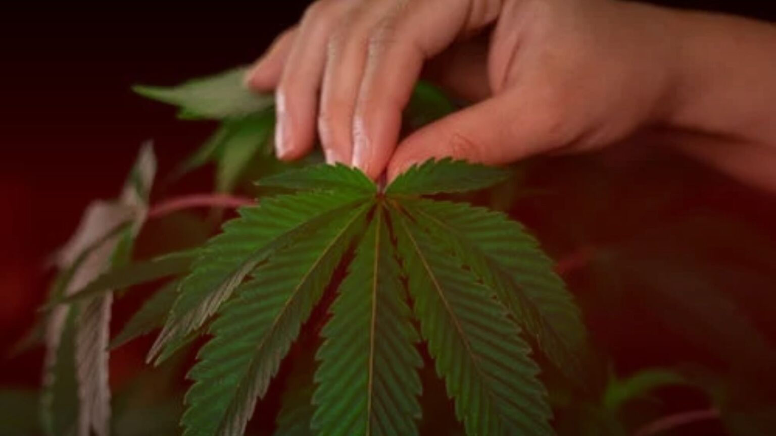 Nature's Canopy House Hand gently touches a large green leaf against a dark background. Dispensary In Mississauga