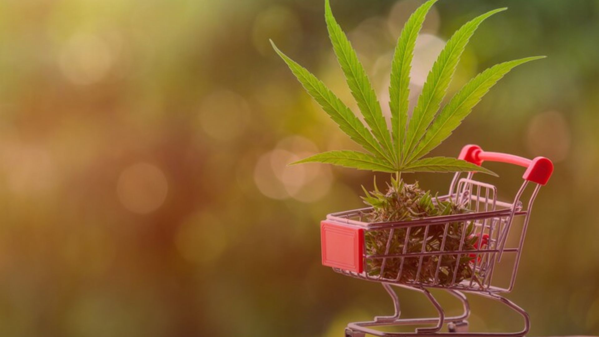 Nature's Canopy House A small shopping cart, symbolizing the cannabis retail experience, holds leaves and buds against a blurred outdoor background. Dispensary In Mississauga