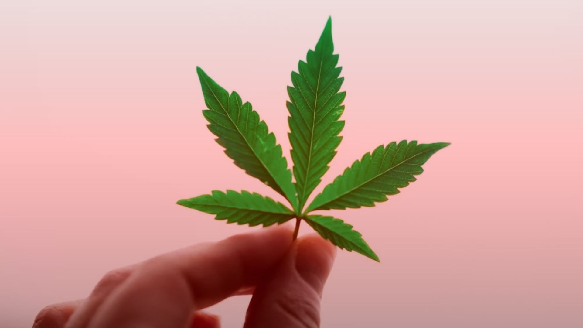 Nature's Canopy House A hand delicately holds a green cannabis leaf against a soft pink background, embodying the fresh promise of new leaf cannabis. Dispensary In Mississauga