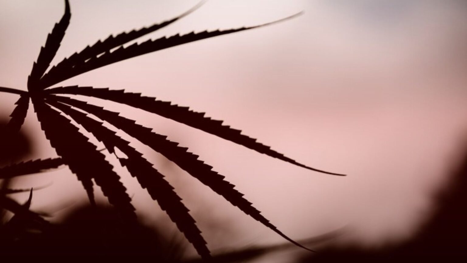 Nature's Canopy House Silhouette of a cannabis leaf against a blurred sky at dusk, evoking the rich history of cannabis evolution. Dispensary In Mississauga