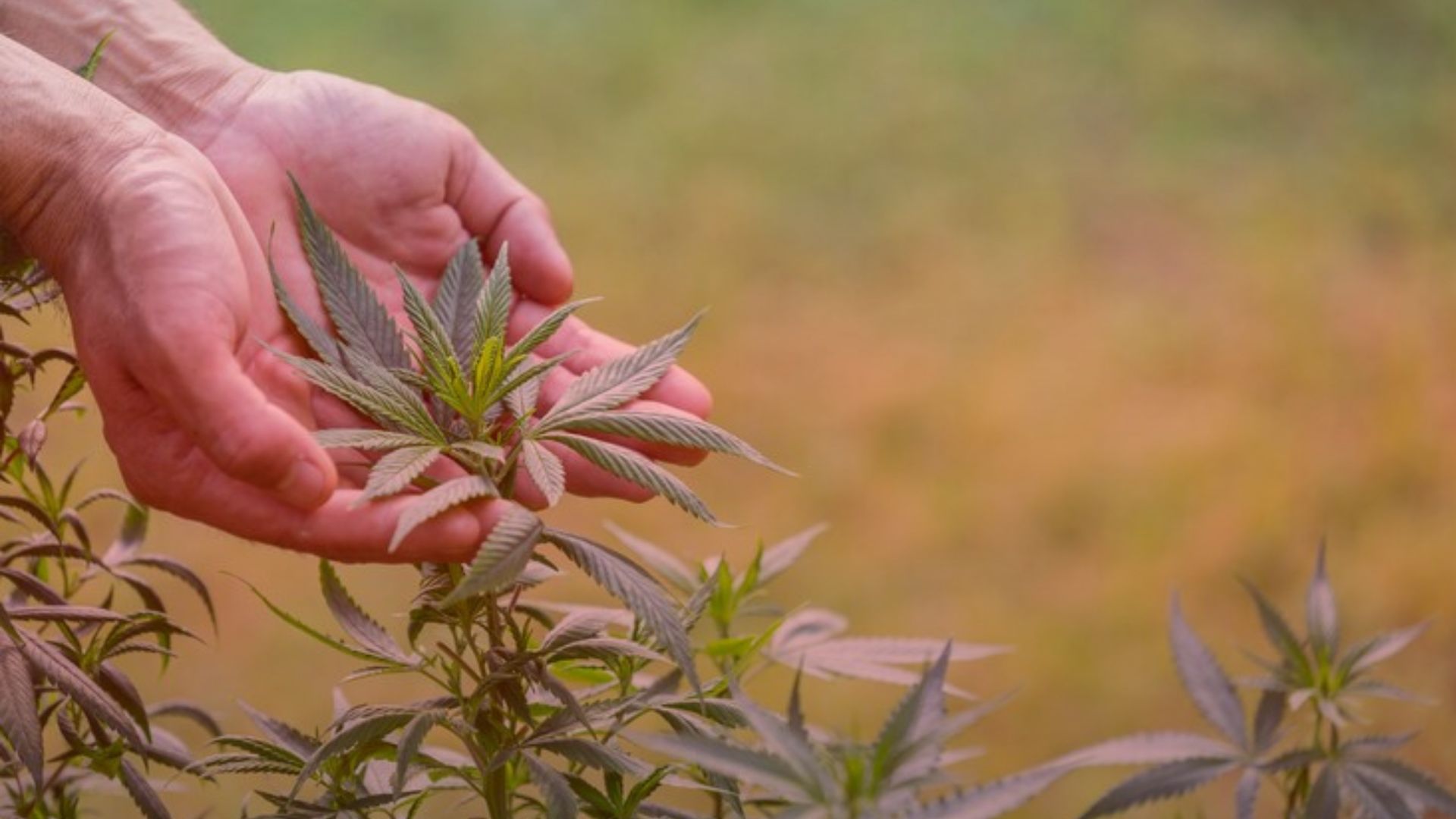 Nature's Canopy House Hands gently holding a thriving cannabis plant, its vibrant leaves unfurling against a softly blurred natural background. Dispensary In Mississauga