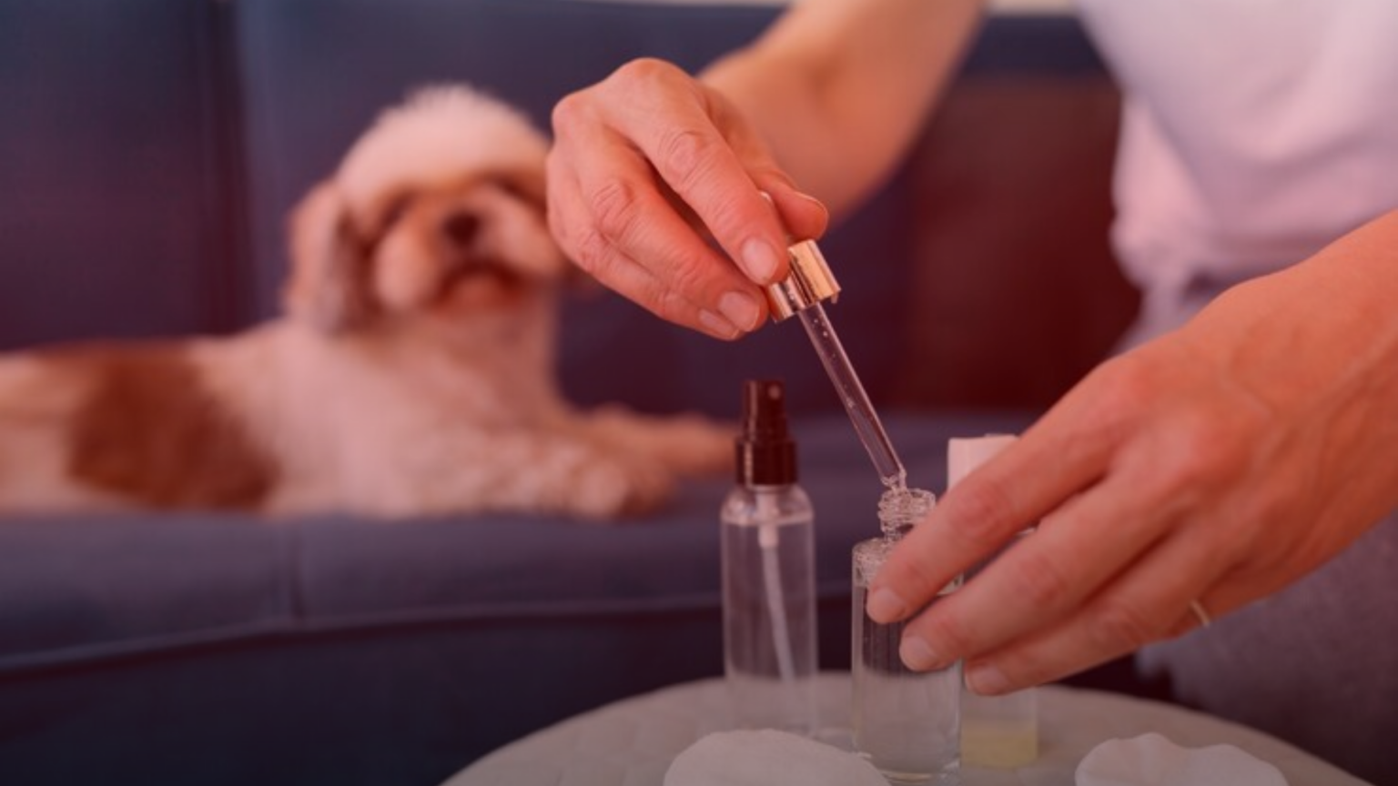 Nature's Canopy House Person using a dropper with bottles on a table, while a small dog rests on a couch in the background. Dispensary In Mississauga