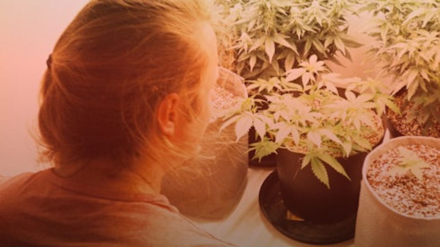 Nature's Canopy House A person with long hair observes potted plants indoors under grow lights. Dispensary In Mississauga