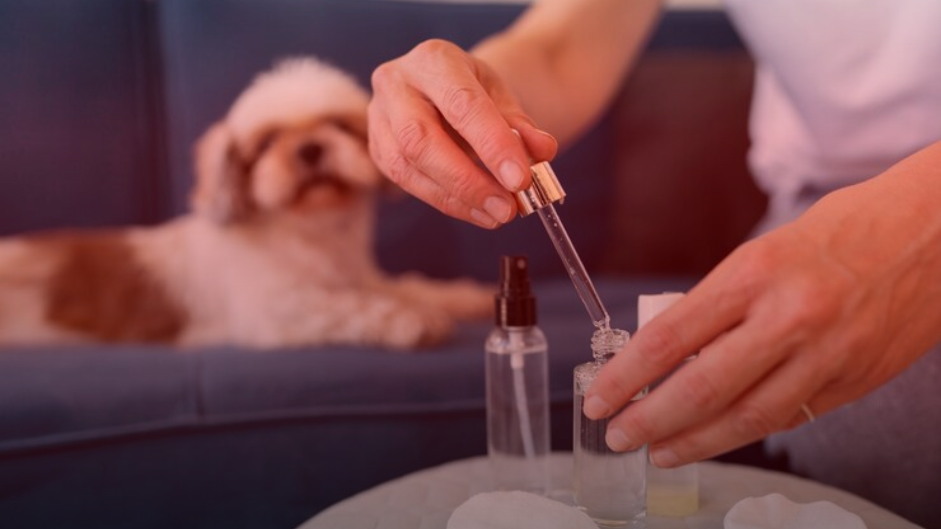 Nature's Canopy House Person using a dropper with bottles on a table, while a small dog rests on a couch in the background. Dispensary In Mississauga