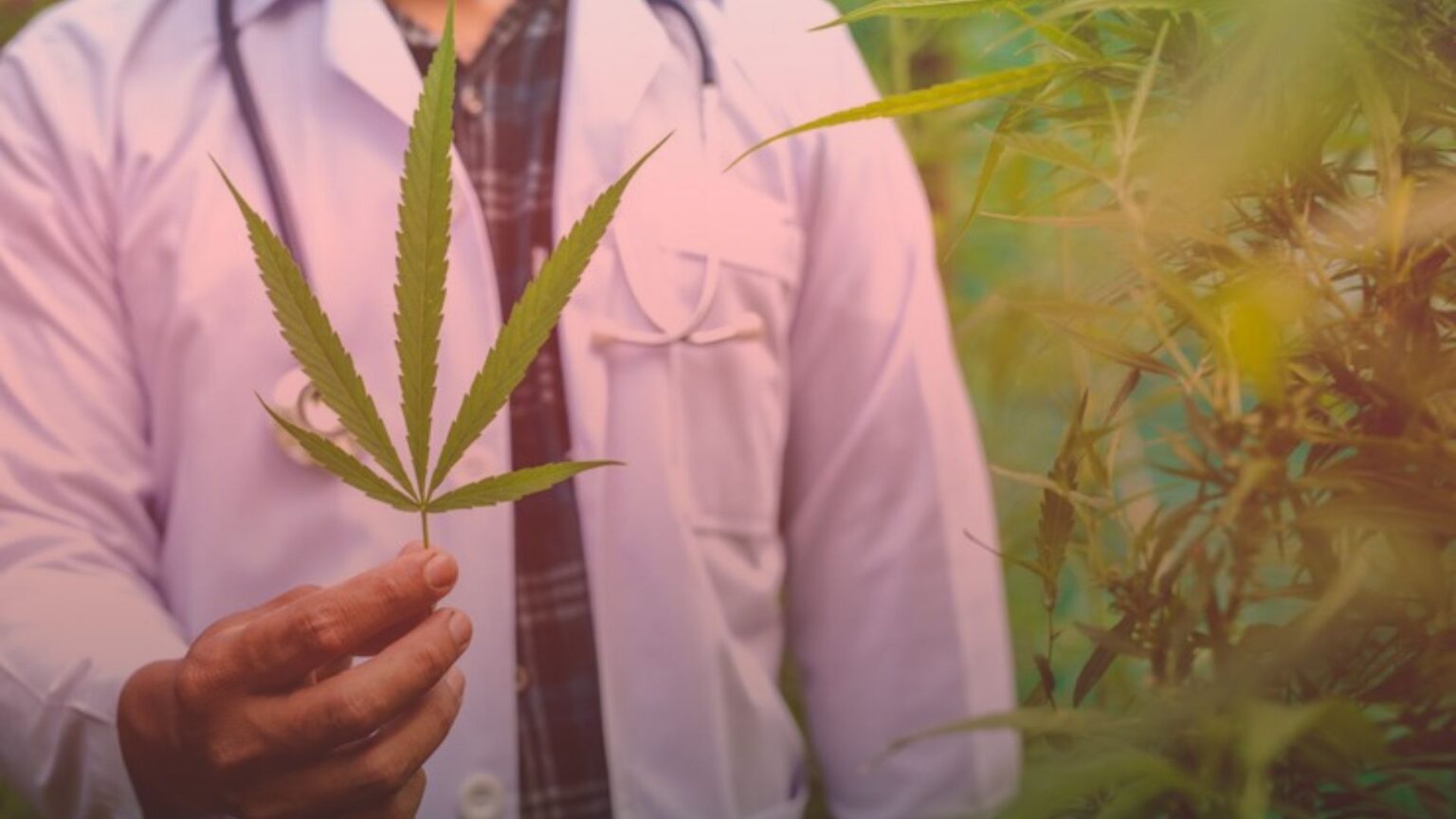 Nature's Canopy House A person in a lab coat holds a cannabis leaf, surrounded by lush plants, evoking the essence of Cannabis Stores Mississauga. Dispensary In Mississauga