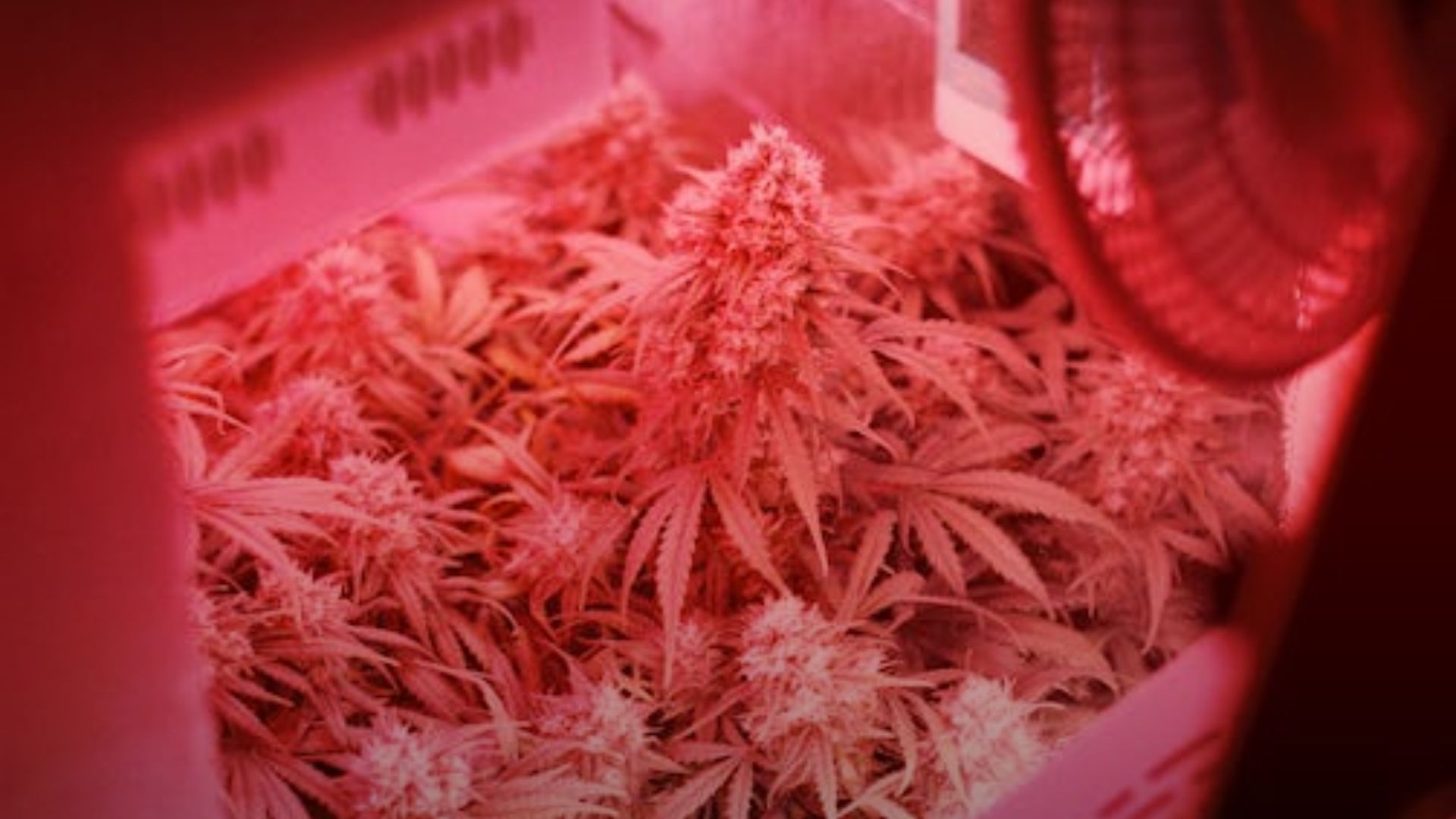 Nature's Canopy House Indoor cannabis plants thriving under red grow lights illustrate the art of growing cannabis to perfection. Dispensary In Mississauga