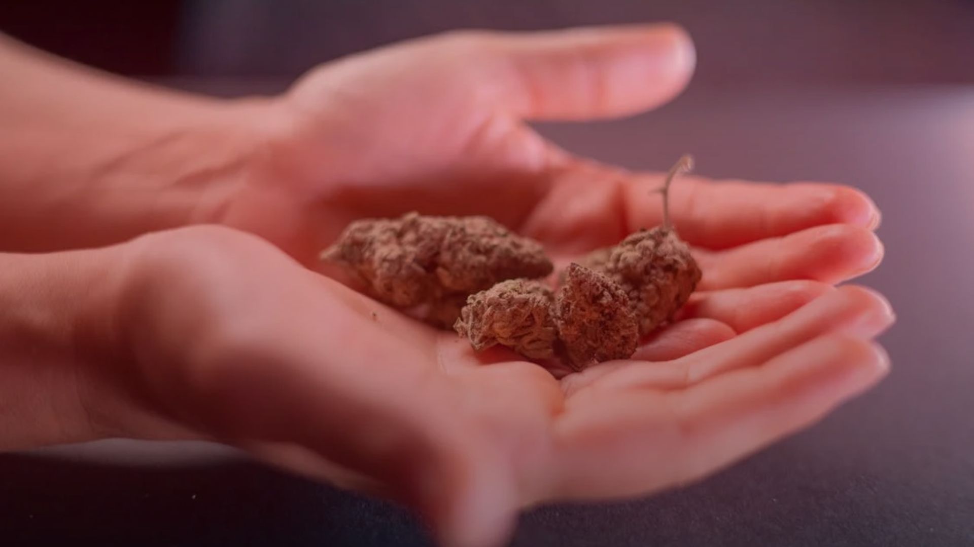 Nature's Canopy House A person holds two pieces of dried plant material in their hands, hinting at diverse cannabis strains, with a dark, blurred background. Dispensary In Mississauga