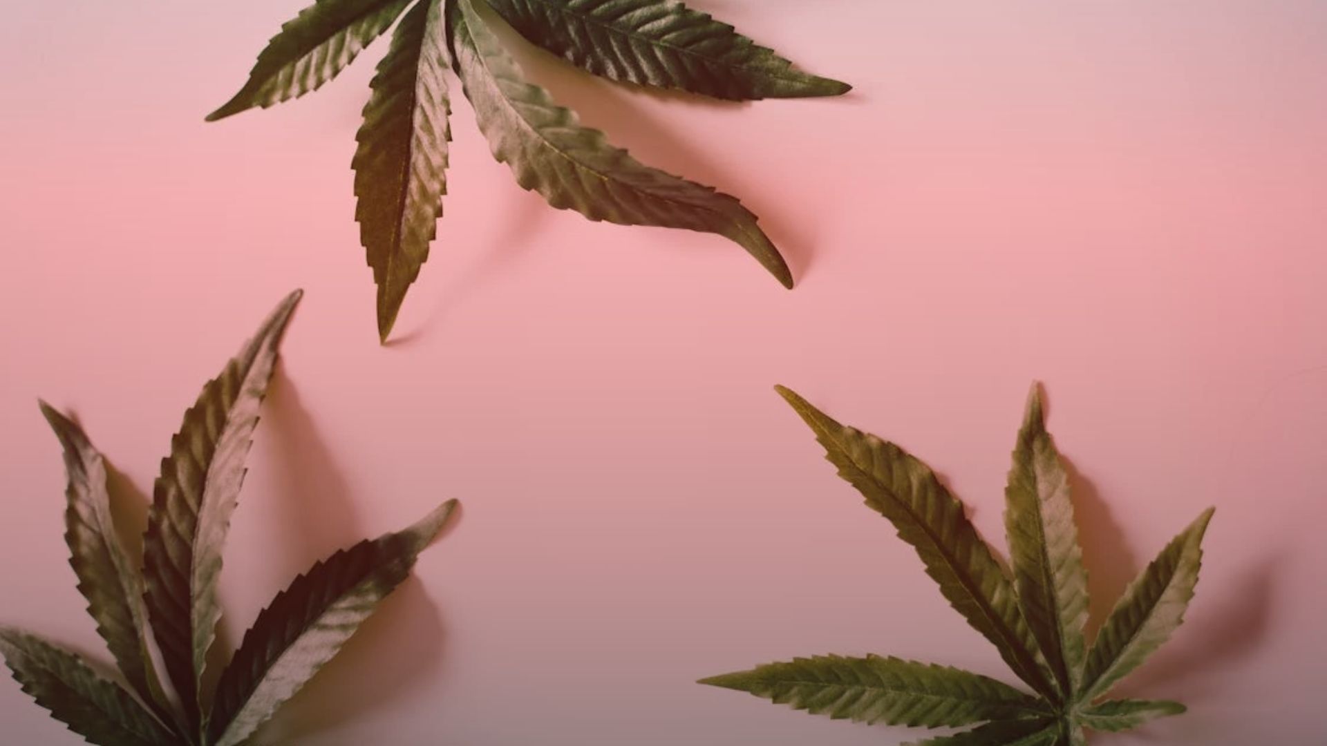 Nature's Canopy House Three cannabis leaves, rich with intriguing terpene profiles, are elegantly arranged on a soft pink background. Dispensary In Mississauga