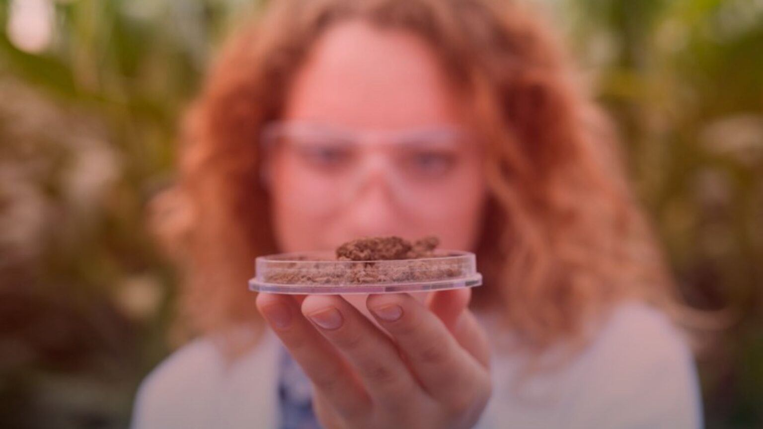 Nature's Canopy House A person holds a petri dish containing soil samples, exploring innovative cannabis consumption methods through scientific analysis. Dispensary In Mississauga