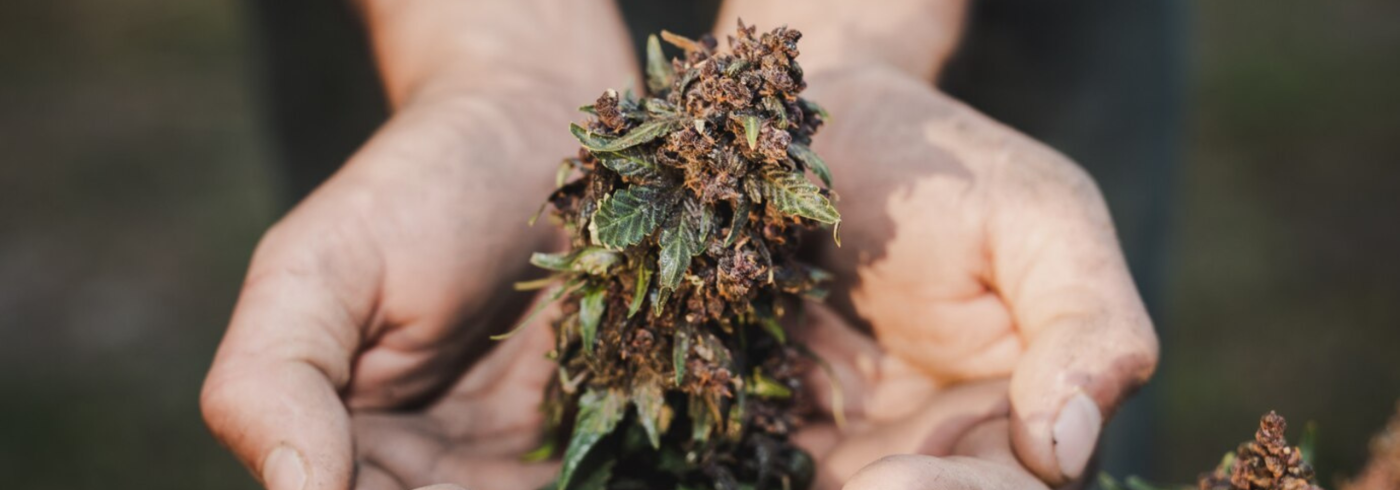 Cannabis Buds in Hands