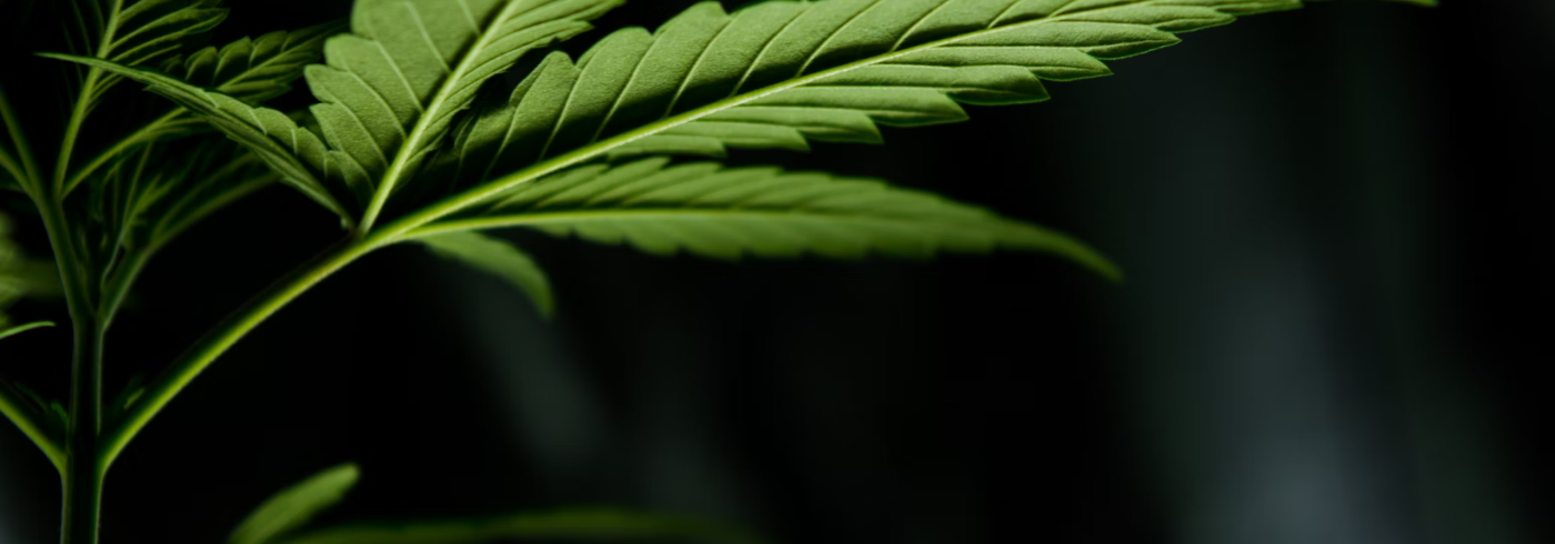Cannabis Green Leaves
